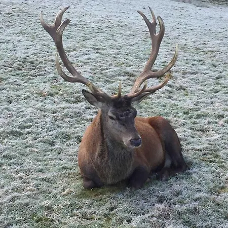 Dieter Rothfuss * بيرسبرون