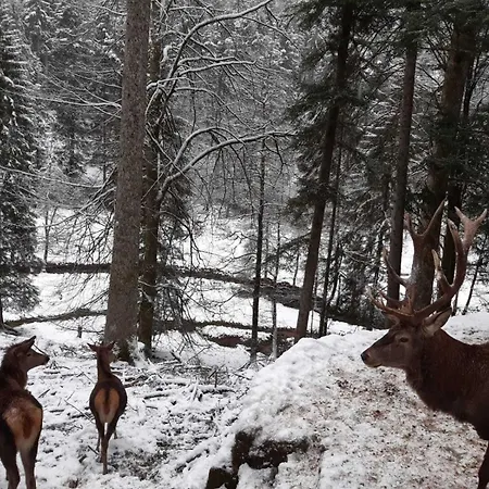 Dieter Rothfuss * بيرسبرون