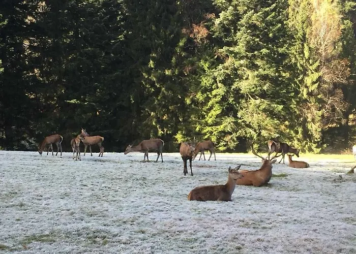 Dieter Rothfuss Апартаменты *