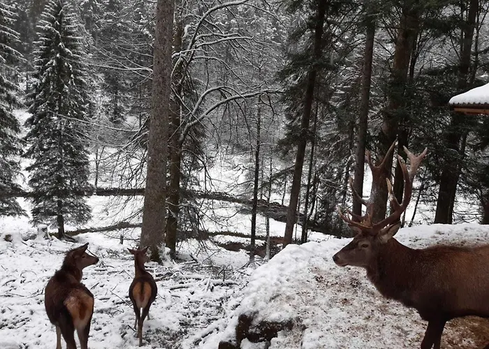 Dieter Rothfuss * Байрсброн